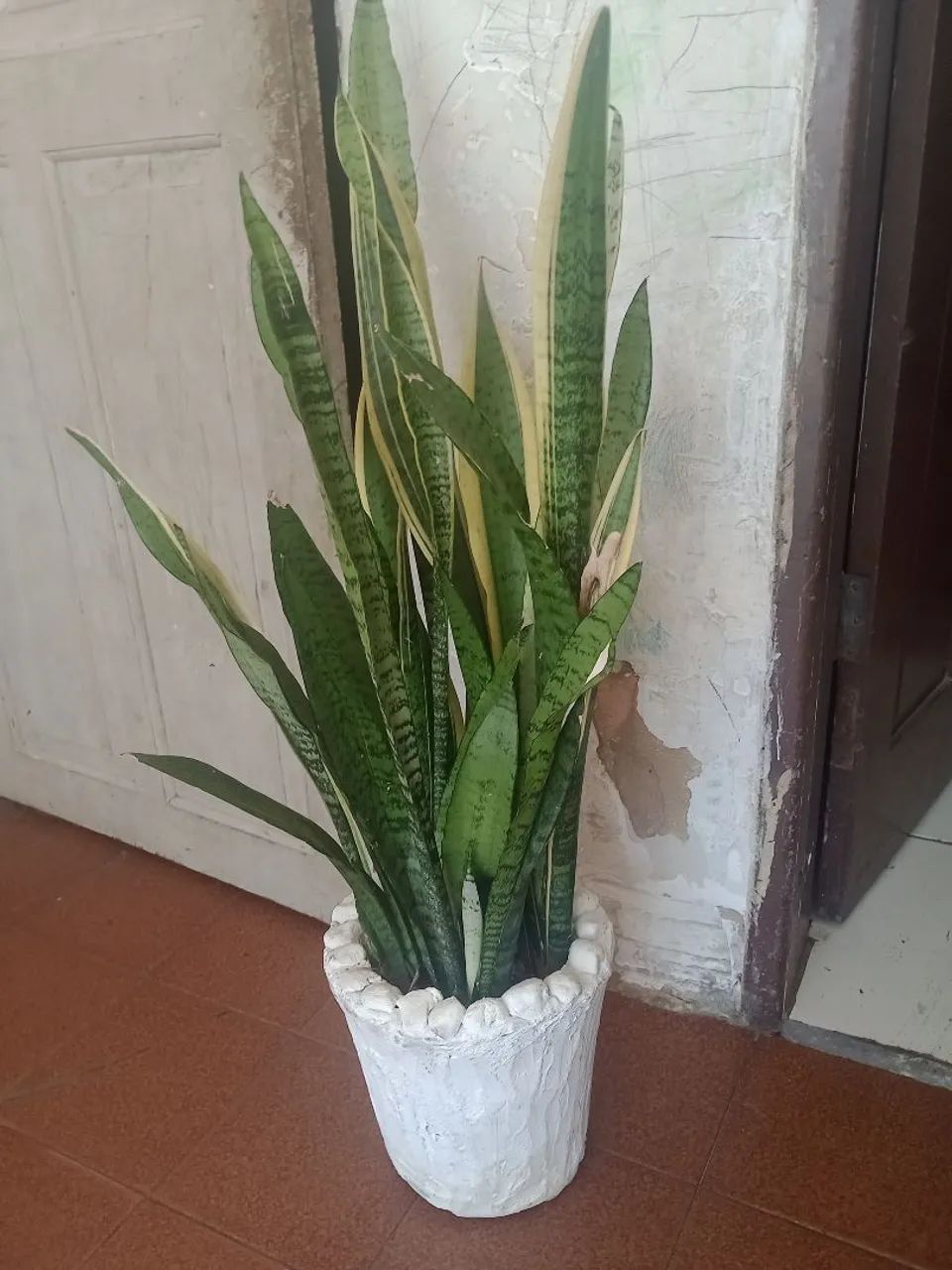PLANTA