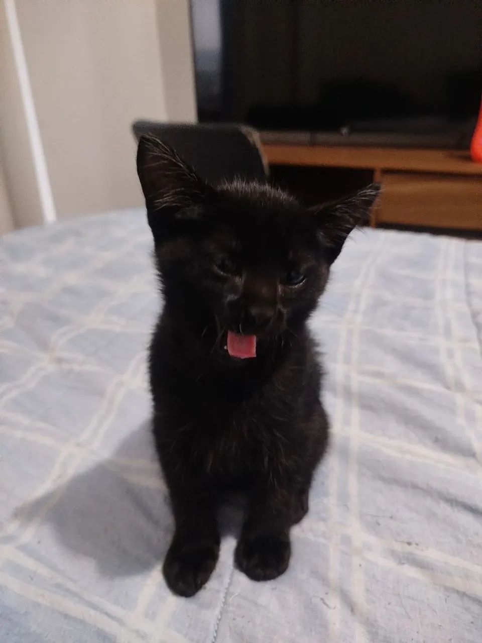 Gatinho macho para doação  - Foto 3