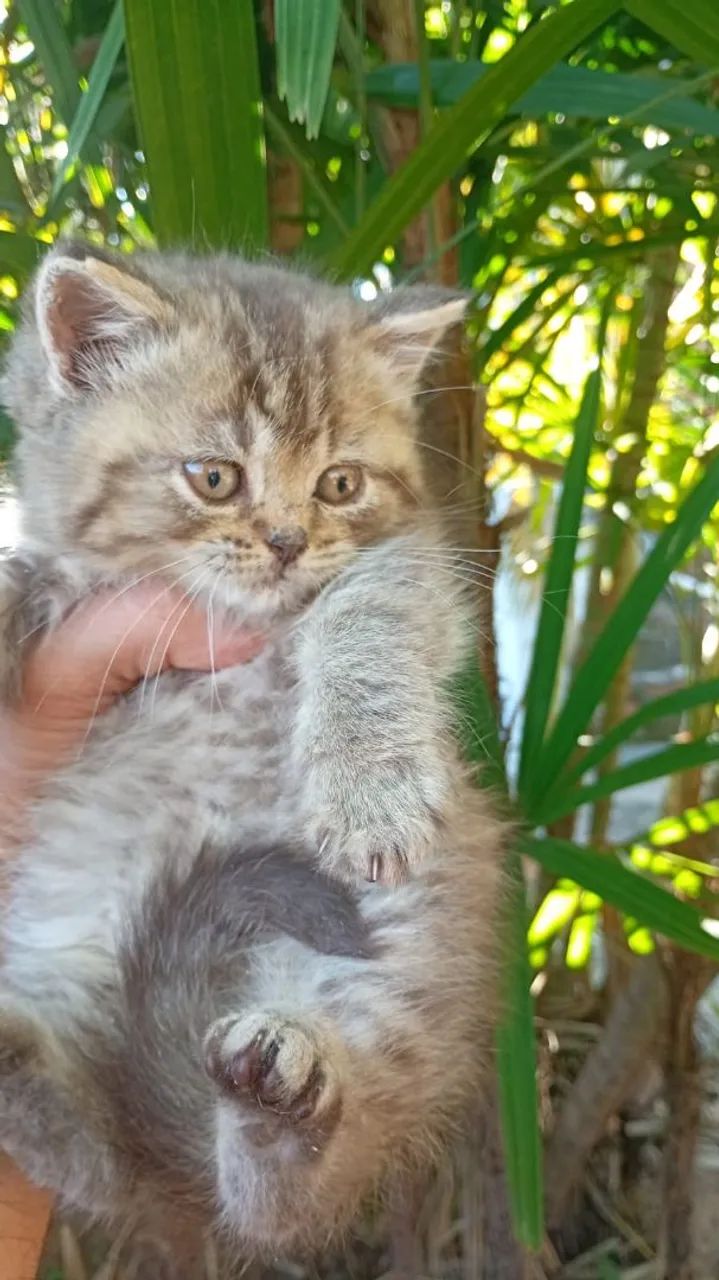 Gato britsh shorther - Foto 5