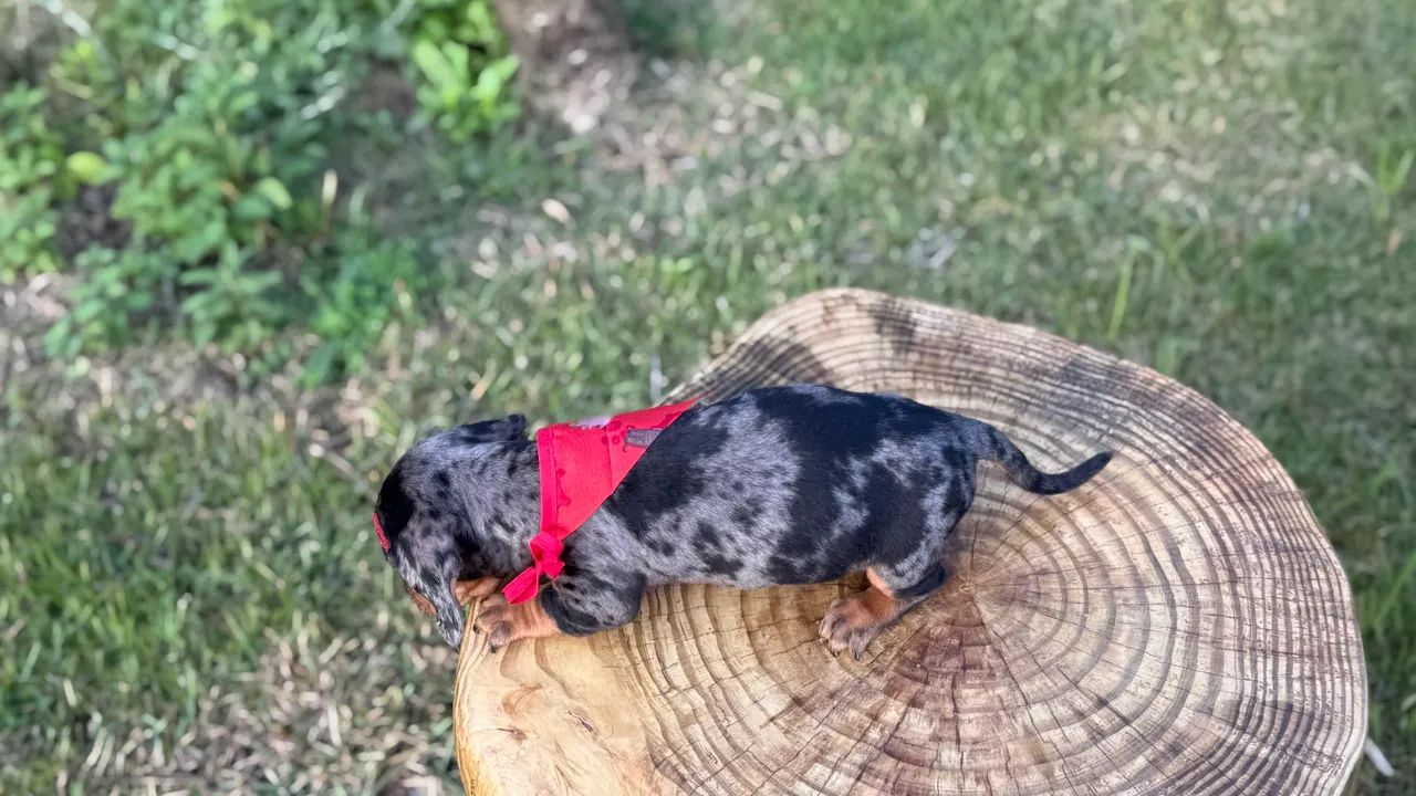Dachshund Arlequim Prata - Foto 2