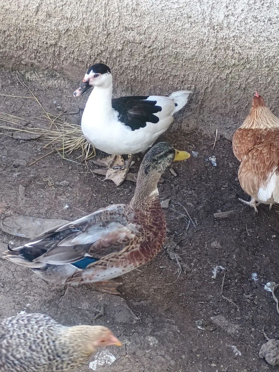 Patos e Marrecos - Foto 5