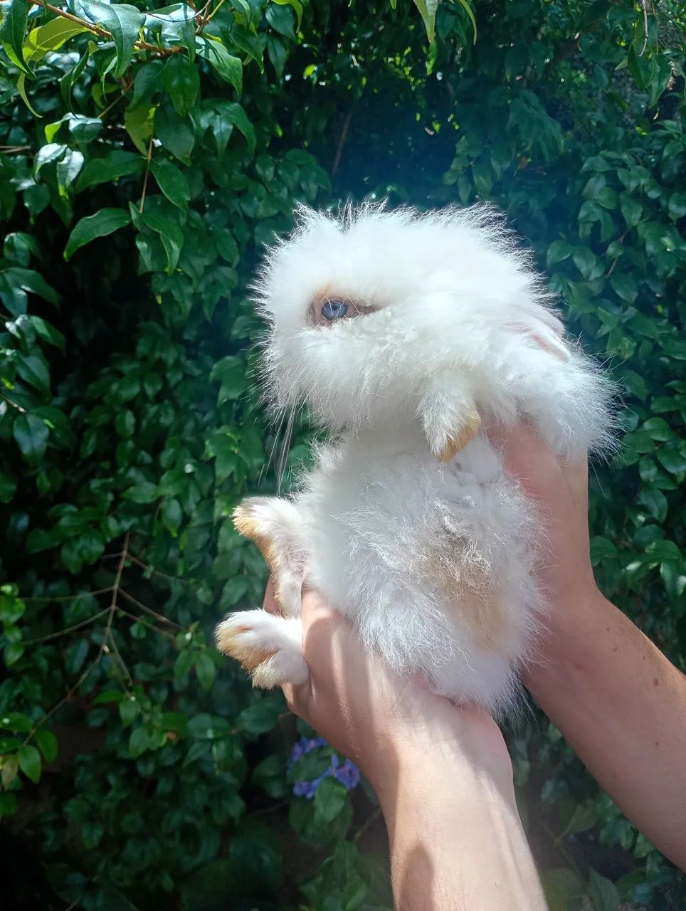 Filhotes de coelho mini lion - Foto 3