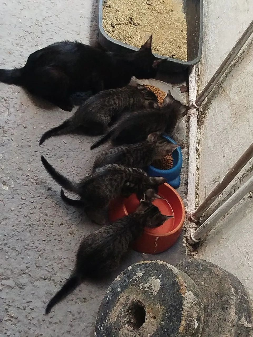 Doação de gatos 