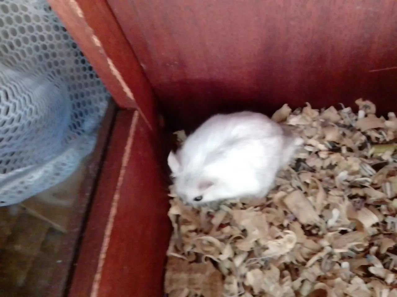 Hamster anão russo  - Foto 2