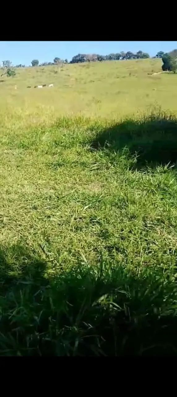 Vende- se este sítio  - Foto 4