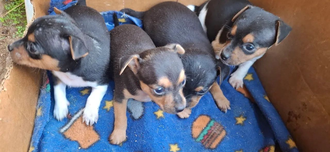 Pinscher MACHO  Miniatura 