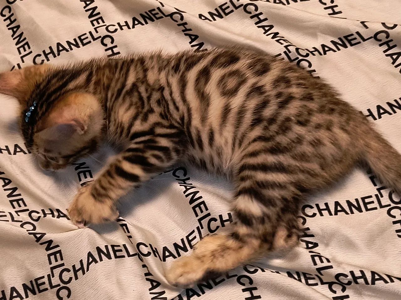 Gato bengal com PEDIGREE  - Foto 2