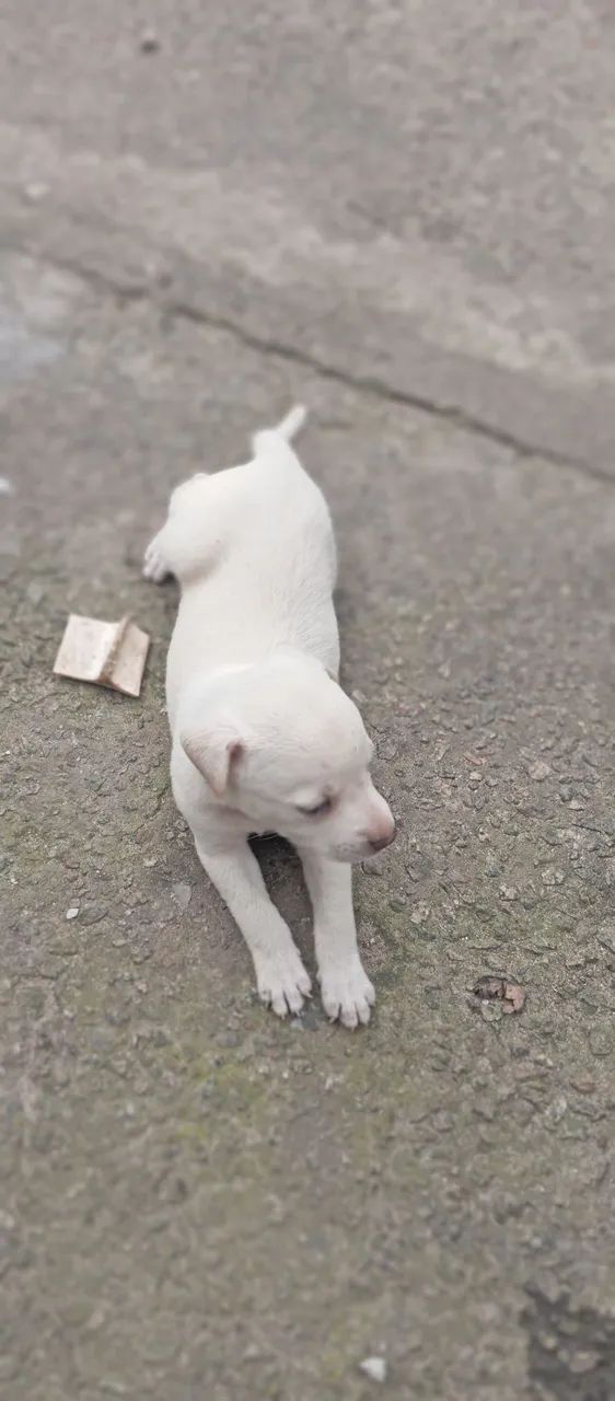 Adoção de cachorrinha