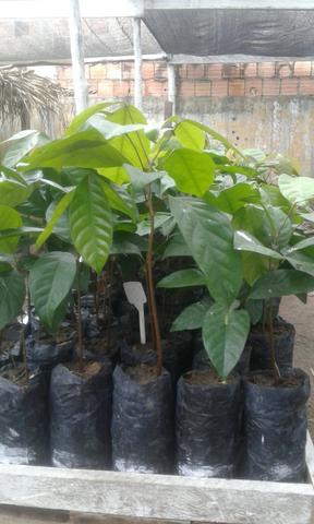 Vendo mudas de Andiroba cafe e guarana 8,00 a unidade