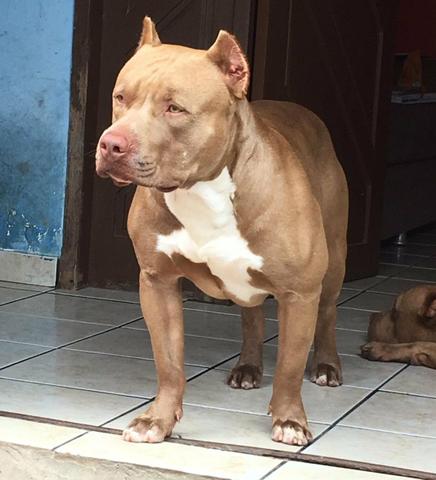 Filhotes de Pit Bull - Foto 2