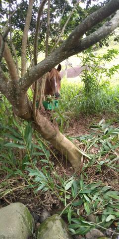 Cavalo vendo ou troco - Foto 6