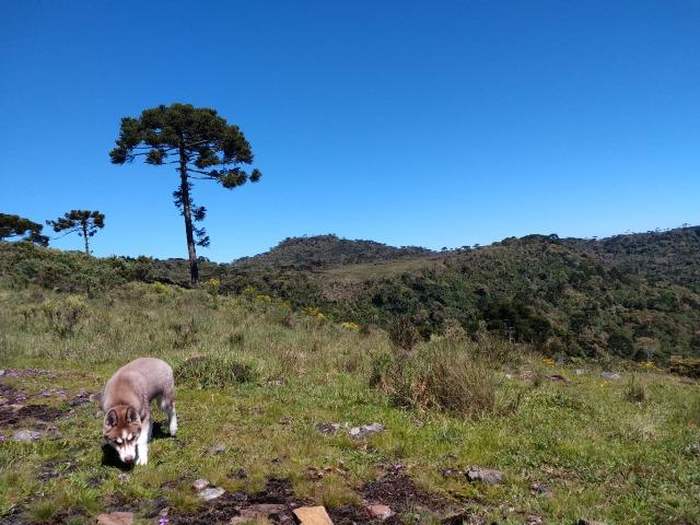 Sitio em Urubici/ área rural /chácara - Foto 9