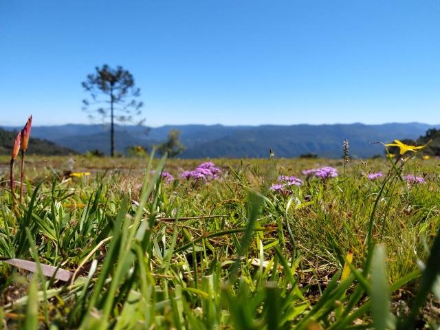 Sitio em Urubici/ área rural /chácara - Foto 8