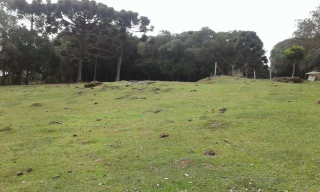 Ótim chácara geradora de rendimentos com 08 ha. - Foto 9
