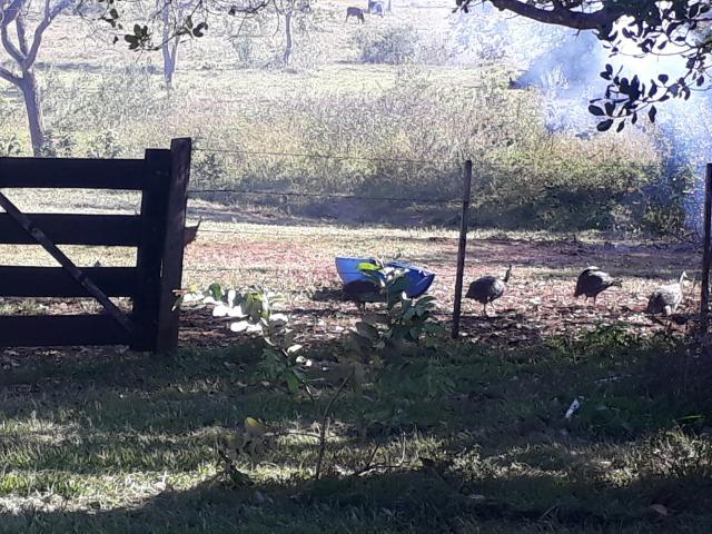 Chácara com caneiros, aves, tanque com peixes na BR 364 - Foto 2