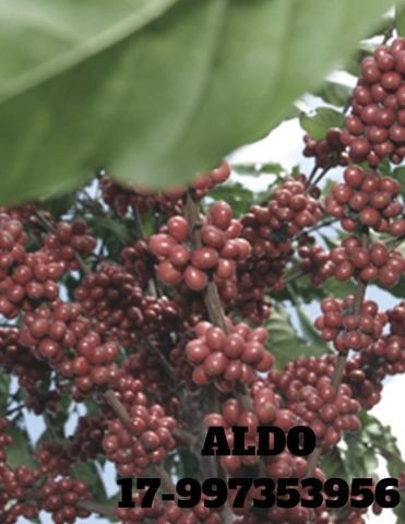 NPK Liquido - Adubo de Carga