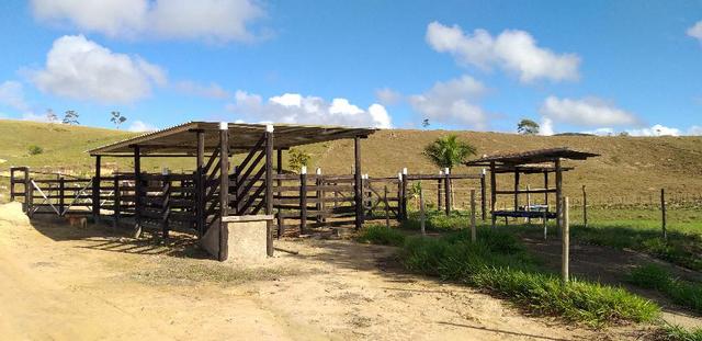 Terra em Barra de São Francisco com 4500 pés de café - Foto 8