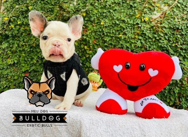 Bulldog frances branco e merle macho - Foto 4