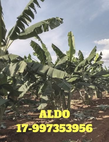 NPK Liquido - Adubo de Carga - Foto 2