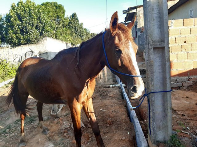 Cavalo - Foto 2