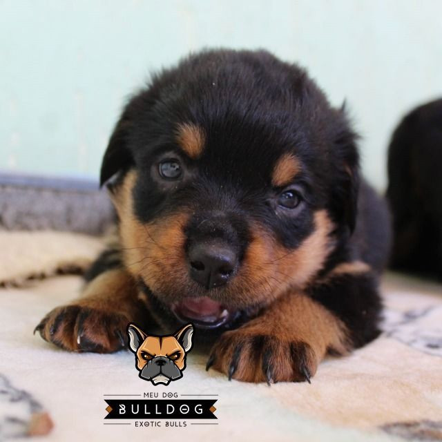 Rottweiler femea filhote - Foto 3