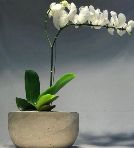 Vaso de cimento com orquídea natural