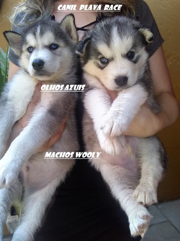 Canil De Husky Siberiano Em Ribeirao Preto Husky Siberiano Femeas E Machos Alto Padrao Genetico Pelo Longo Cachorros E Acessorios Centro Ribeirao Preto 799057956 Olx