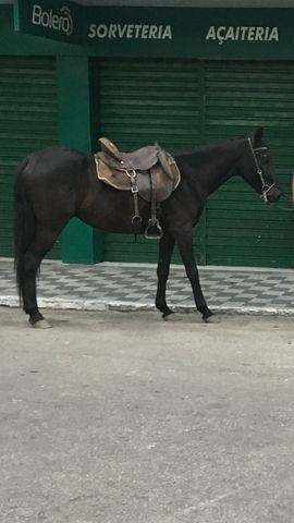 Potro mangalarga marchador batida Abccmm - Foto 3