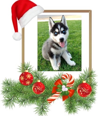 Beagle - adquira seu novo companheiro para este Natal