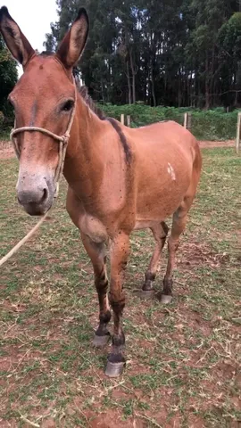 cavalo pulador pantanal falado 