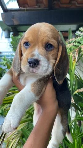  Ótimo padrão de beagle com pedigree e vacina importada 
