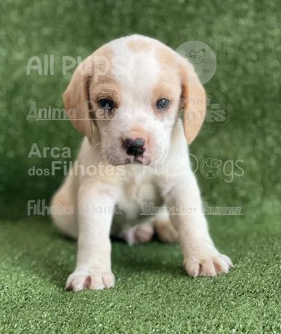 Beagle, filhotes com oportunidades exclusivas!