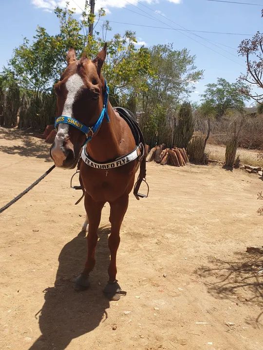 Cavalo de direita PO - Foto 3