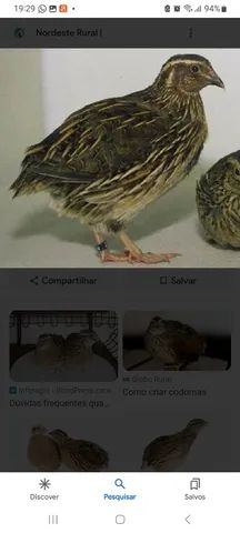 Codorna abatida