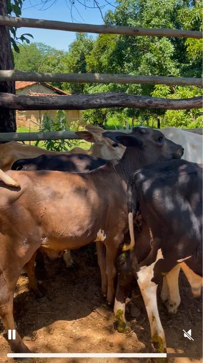 Bezerros nelores e nelorados. - Foto 4