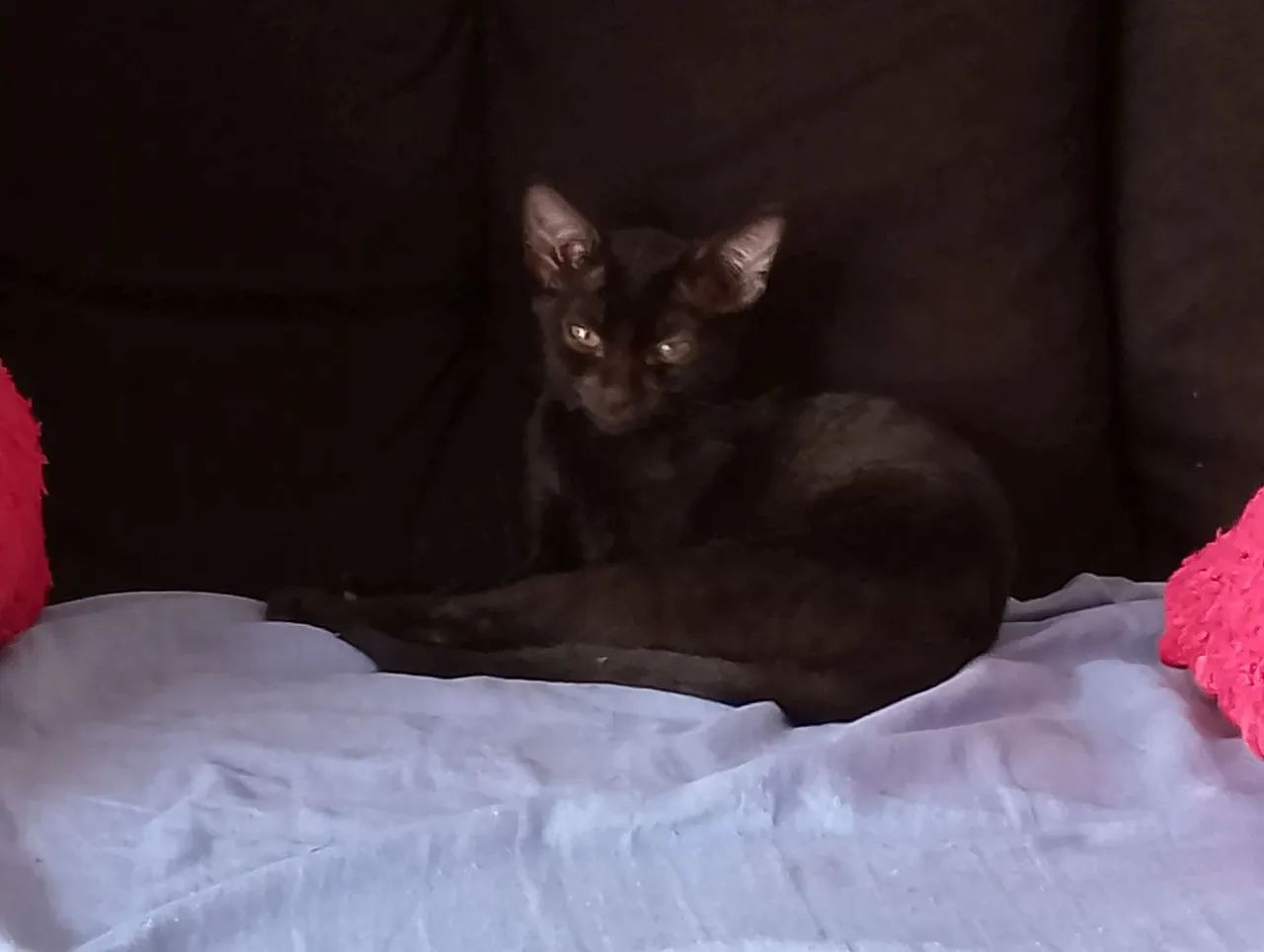 Gatinhas fêmeas para adoçao - Foto 3