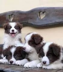 Border collie tenhao mais inteligente