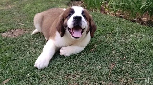 São Bernardo Filhotes Macho e Fêmea !!! - Cachorros e acessórios