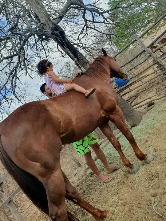 Cavalo de direita PO - Foto 2