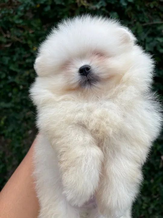 Spitz Alemão anão/ Lulu da Pomerânea anão - Foto 2