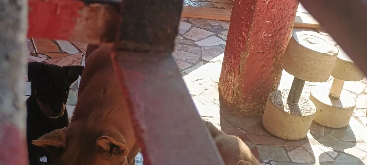 Filhotes de cachorro - Foto 5