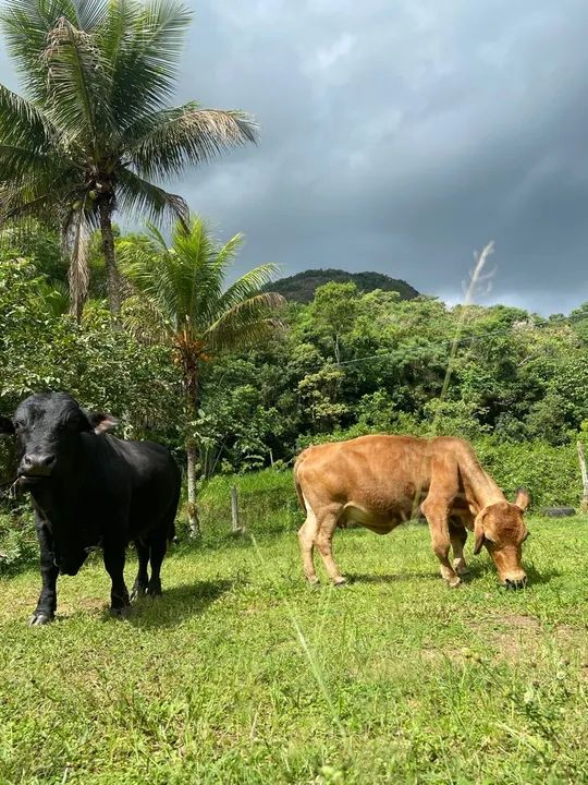 Casal de mini boi  - Foto 3