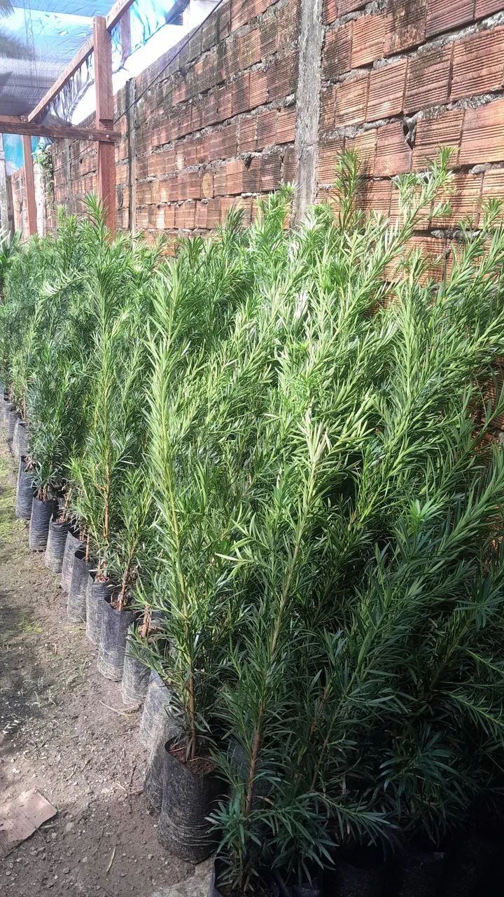 Fontes Decorativas para Jardim - Foto 2