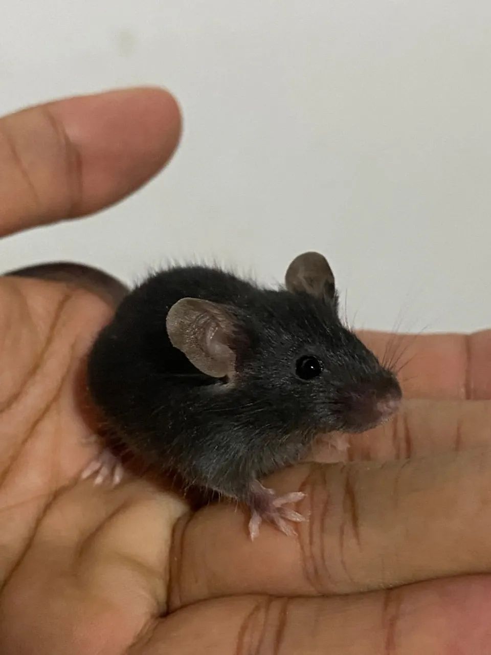 Camundongos saudáveis para pet ou alimentação. - Foto 3