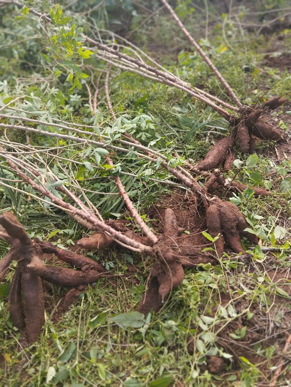 Mandioca: 3 reais 1 kg