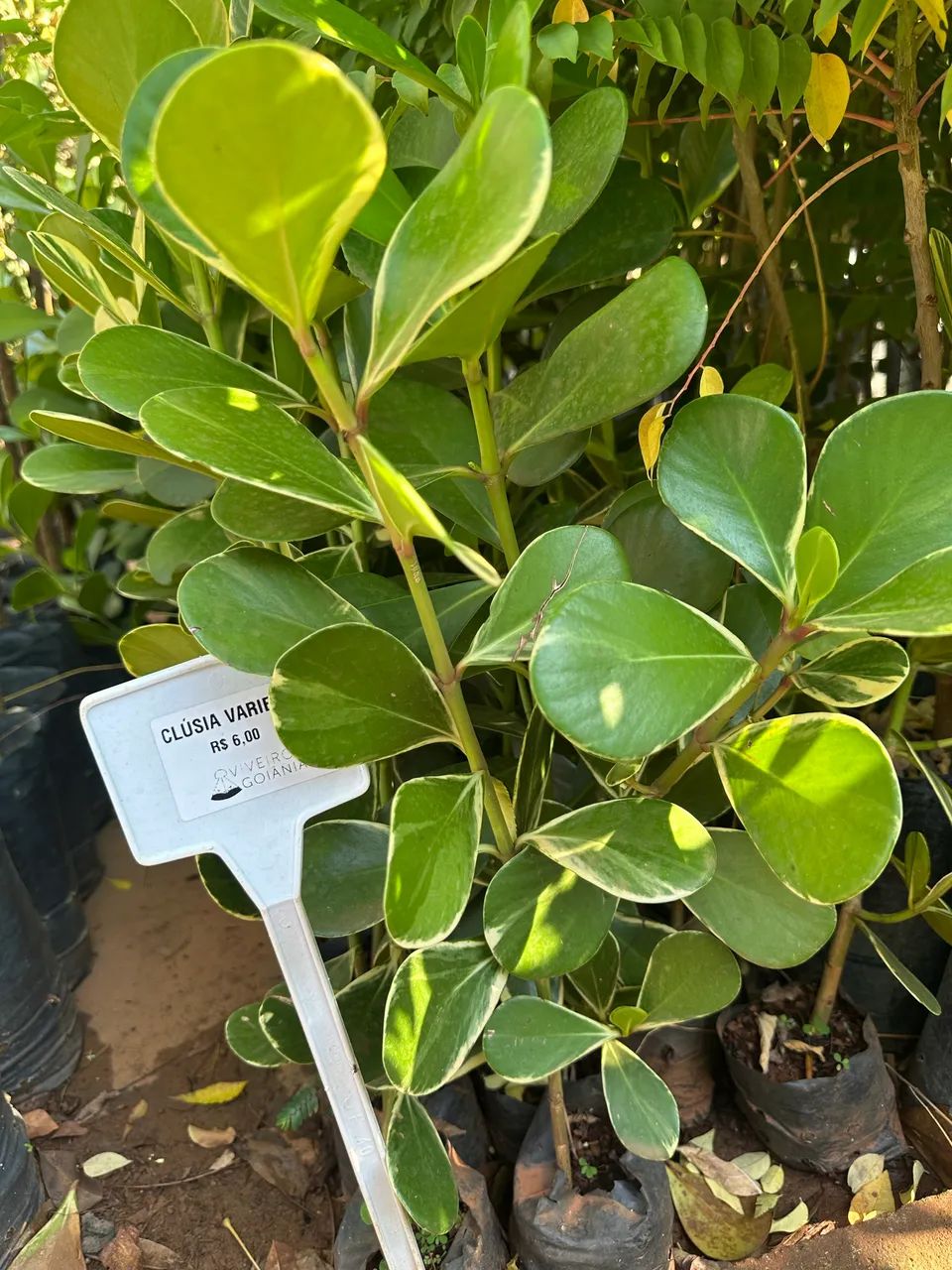 Muda de Clúsia Variegata
