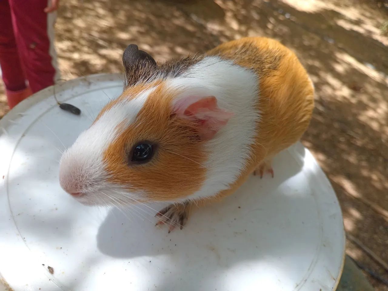 Porquinho da india  - Foto 2