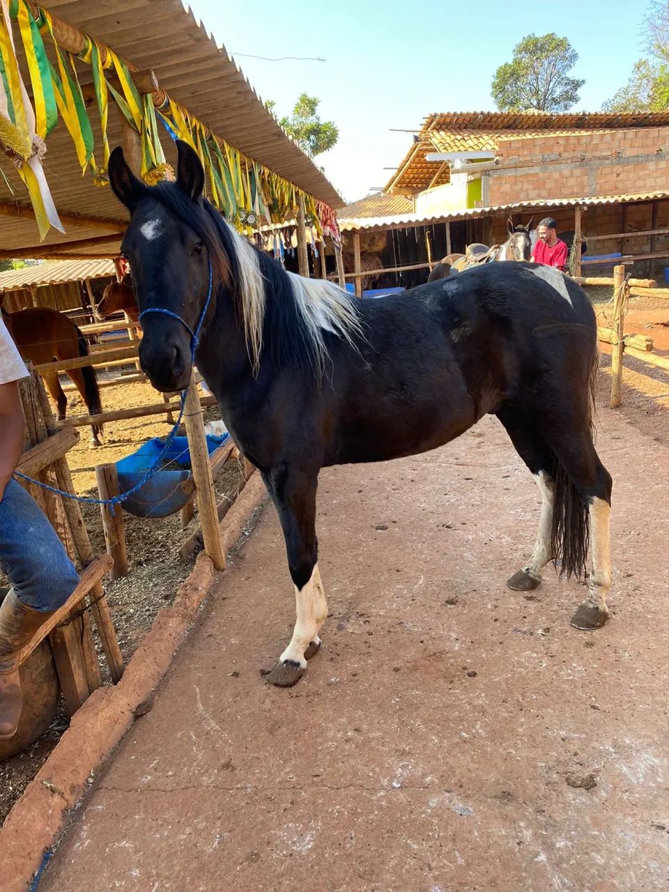 Mangalarga marchador (pampa de preto)