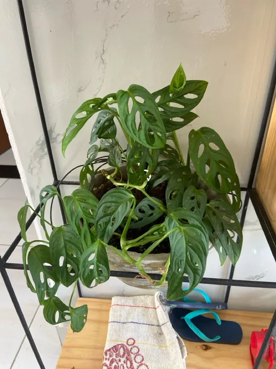 Planta Monstera Deliciosa