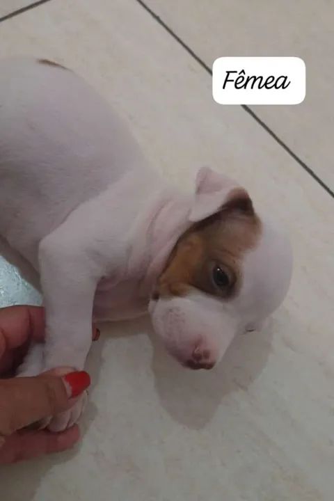 Filhote de Pitbull Fêmea e Macho - Foto 3